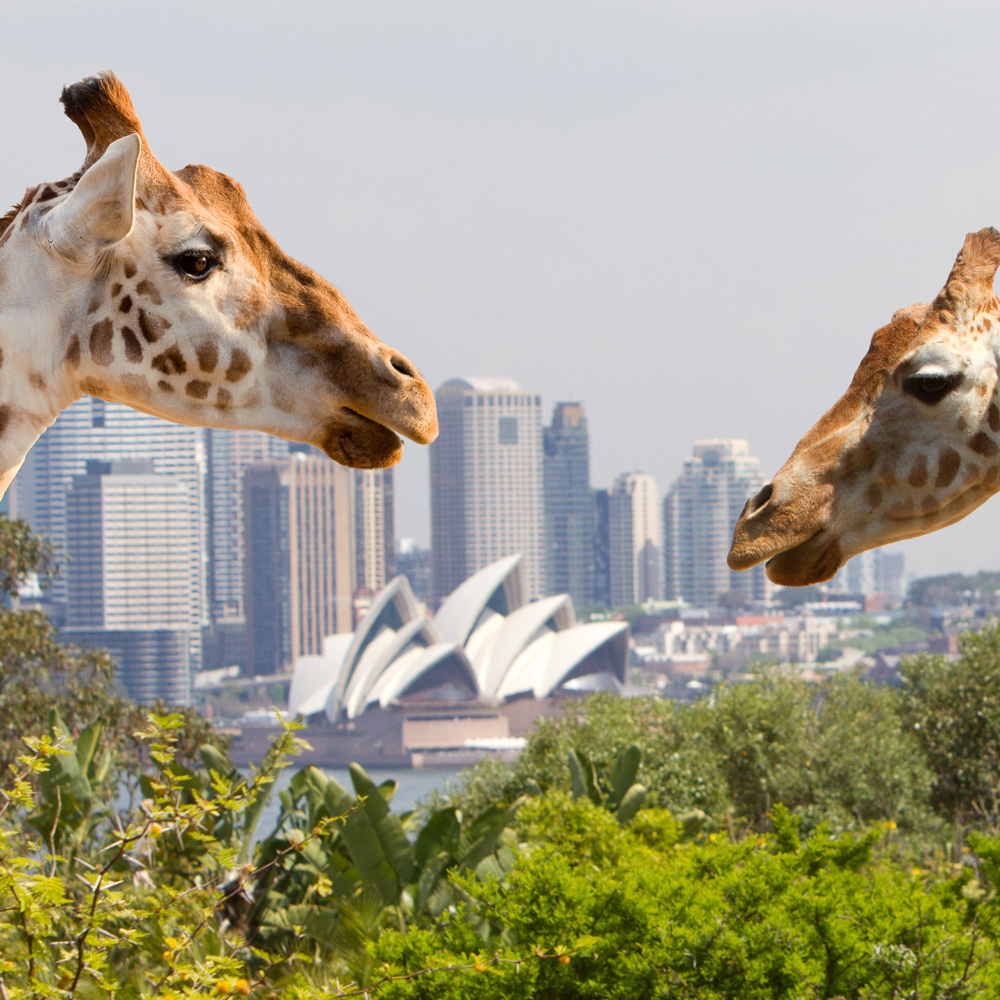 悉尼塔龙加动物园门票，可乘渡轮前往动物园，饱览悉尼海港美景