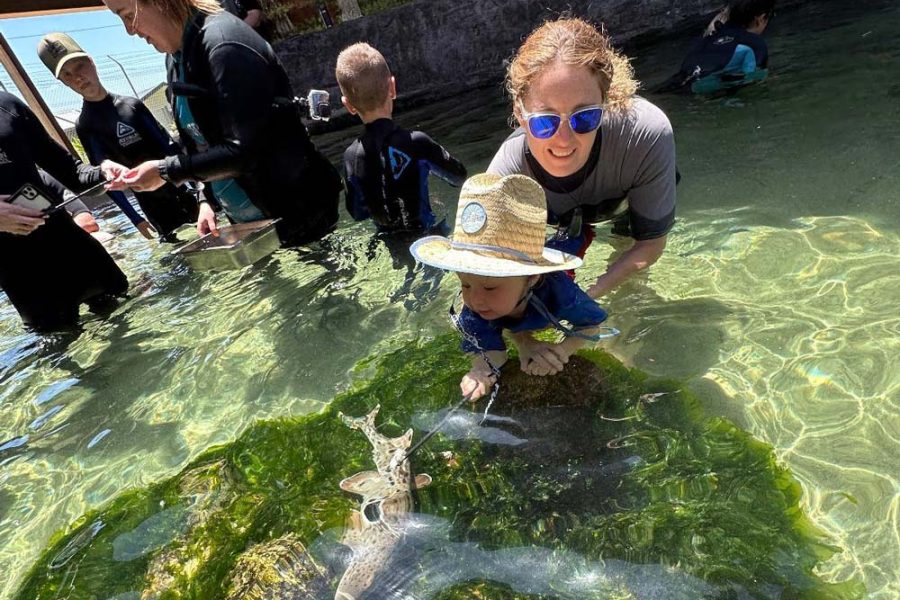 悉尼史蒂芬港水族馆鲨鱼与鳐鱼亲密接触体验