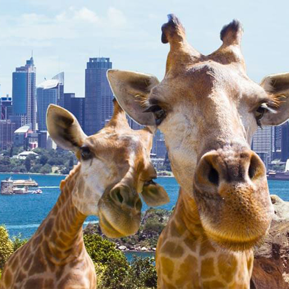 悉尼塔龙加动物园门票，可乘渡轮前往动物园，饱览悉尼海港美景