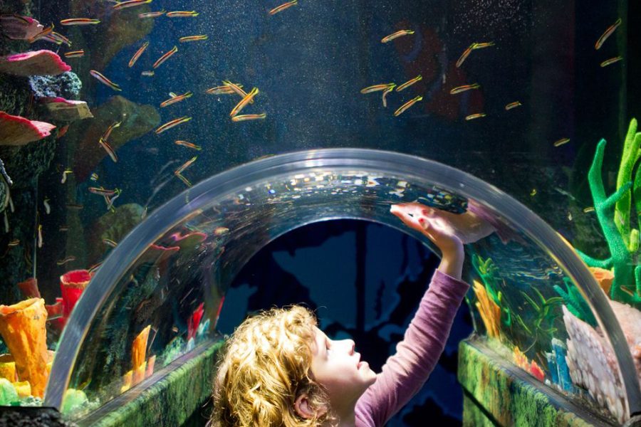 墨尔本海洋水族馆门票（SEA LIFE Melbourne）