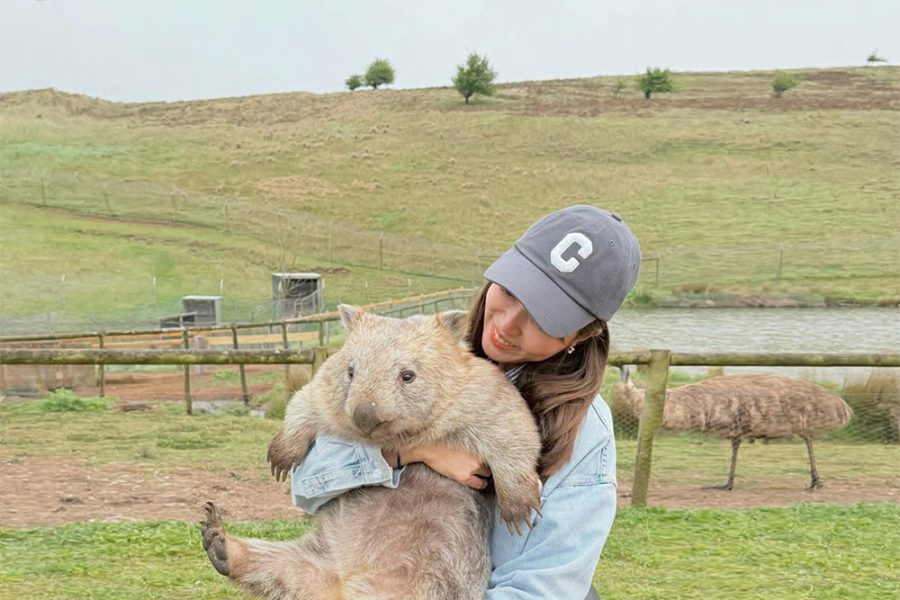 悉尼Taralga Wildlife Park抱袋熊 + Goulburn古尔本小镇一日游